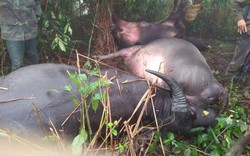 Điện Biên: Xót xa 4 con trâu mộng bị sét đánh chết