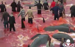 Cảnh thảm sát một lúc hơn 180 cá voi nhuộm đỏ vùng biển Đan Mạch