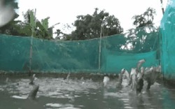 Không tin nổi vào mắt khi thấy những đàn cá kỳ lạ bậc nhất đất Việt