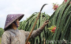 Thu phí xuất khẩu thanh long ruột đỏ nông dân sẽ có lợi hơn về giá