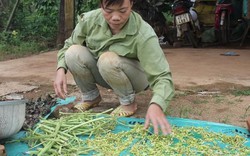 Con gái ung thư máu, bố mẹ nghèo chỉ biết hái lá cây về chữa