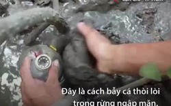 Dùng chai nhựa bẫy cá thòi lòi trong rừng ngập mặn Cần Giờ