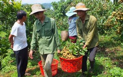 Nhãn ghép Sơn La ngày càng tăng giá, không có chuyện 3.000 đồng/kg