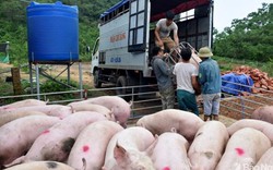 Giá heo hơi hôm nay 21/8: Biến động từng ngày, thương lái không dám "ôm" hàng