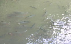 Kỳ thú suối cá thần ở Sơn La: Cá thích ăn mỳ tôm, bánh mì