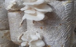 Nam Định: 8x bỏ túi 20 triệu/tháng nhờ loài nấm trắng như bông