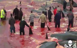 Dồn 200 cá voi vào một góc rồi đâm chém chết sạch: Đảo Faroe nói gì?