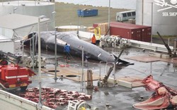 Iceland: Cảnh xẻ thịt cá voi to như tàu ngầm, bào thai vứt thùng rác