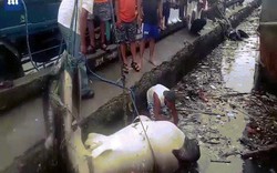 Philippines: Thảm cảnh cá mập voi nặng 2 tấn chết, ngập trong rác