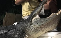 Ngỡ ngàng cá sấu khủng nặng 4,5 tạ ở Florida