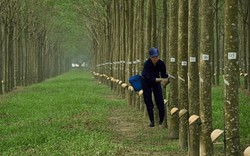 Đại gia Bình Dương “kiếm đậm” từ thanh lý cây "vàng trắng"