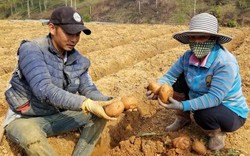 Biến khoai tây Trung Quốc thành khoai Đà Lạt: Không có luật để xử?