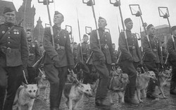 Chó cảm tử Liên Xô: Nỗi kinh hãi tột độ của lính Đức Quốc Xã