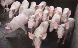 Giá heo hơi hôm nay 24/8: Diễn biến khó lường, nuôi lợn VietGAP vẫn lãi tiền tỷ