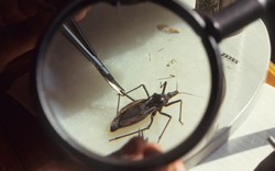 Loài bọ giết người bằng "nụ hôn tử thần", đã cắn 30 vạn người Mỹ