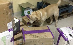 Clip: Xem chó nghiệp vụ tìm ma túy ở sân bay Tân Sơn Nhất