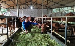 Khổ: Mua 5 con bò, nuôi 1 năm, chả lãi đồng nào còn lỗ 20 triệu
