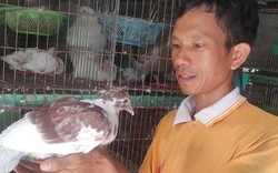 Ninh Bình: Bỏ phố về quê nuôi chim hiền lành, lãi 10 triệu/tháng