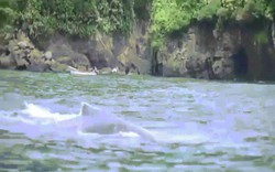 Video: Sốc với cảnh cá voi cụt gần nửa người bơi xuyên đại dương