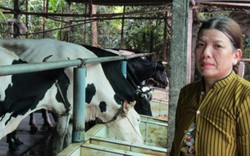 Thu hơn 40 triệu/tháng nhờ nuôi đàn bò sữa giữa phố