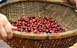 Giá nông sản hôm nay 30/8: Giá cà phê nhích nhẹ, nguồn cung vẫn lớn, giá tiêu đi ngang