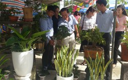 Đà Nẵng: Dạy trồng hoa, nấm miễn phí tại phiên chợ hoa, cây cảnh