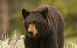 Thợ săn Mỹ bắn trúng gấu đen khổng lồ và diễn biến đáng sợ