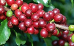 Giá nông sản hôm nay 31/8: Giá cà phê giảm sâu, dưới 33.000 đồng/kg, giá tiêu ít biến động
