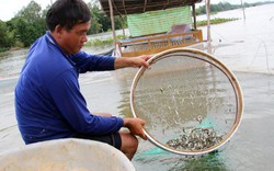 An Giang: Độc đáo nghề "vỗ béo" cá linh non mùa lũ về