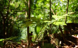 Người Quảng Nam trồng sâm kết hợp bảo vệ rừng
