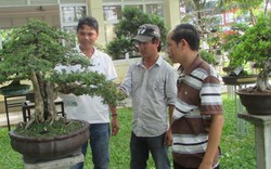 Đà Nẵng: Nhiều cây cảnh, bonsai "độc, lạ" tại sân chơi của ND