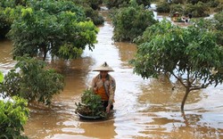 Sơn La: Xót xa chưa từng thấy, dìm mình trong nước lũ vớt trái cây