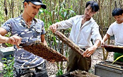Cám cảnh: Mật rẻ hơn đường, người nuôi ong lỗ "sặc gạch"
