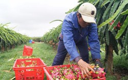 Mua thanh long chui, một thương lái Trung Quốc bị xử phạt