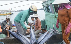 Hải Phòng:  Siết lại hoạt động khai thác hải sản sau "thẻ vàng" nhập khẩu vào EU