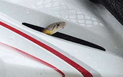 SỐC: Thắp hương, quỳ lạy rắn mới chịu ra khỏi xe Honda Wave