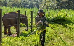 Những 'bảo mẫu' của voi rừng ở Buôn Đôn