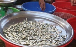 Cần Thơ: Giá cá linh đầu mùa lũ tăng cao tới 180.000 đồng/ký