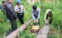 Lâm Đồng: Rừng thông 20 năm tuổi lại bị chặt phá để chiếm đất