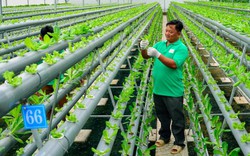 Cận cảnh: Gặp những “siêu” nông dân thu nhập tiền tỷ đất Kiên Giang