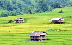 Mê mẩn vẻ đẹp nao lòng ruộng bậc thang Dần Thàng