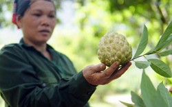 Được bón phân Lâm Thao, na Chí Linh sai trĩu quả, dễ bán