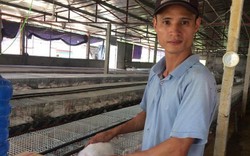 Phú Thọ: Khấm khá nhờ nuôi con tai vểnh bán cho công ty Nhật