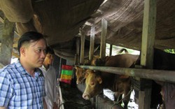 Độc đáo: Xóm triệu phú nuôi bò “Tây” to xác ở An Giang
