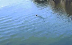 Kỳ dị cảnh “rồng biển” bơi trên sông Anh