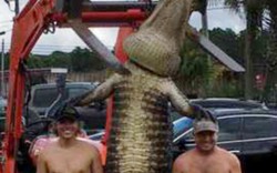 Khuất phục cá sấu quái vật dài 4 mét, nặng 3 tạ ở Mỹ