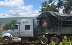 Đắk Lắk: Tạm giữ cây đa "khủng" trên đường ra Hà Nội