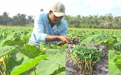 LẠ MÀ HAY: Trồng môn bán ngó non, tiền lời  gấp 30 lần cấy lúa