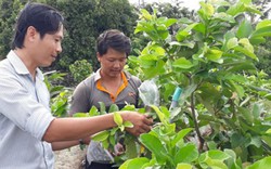 Vườn trồng cây ăn trái "hái" đều vài trăm ngàn mỗi ngày