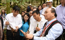 Thủ tướng: Sâm Ngọc Linh là "quốc bảo" của Việt Nam